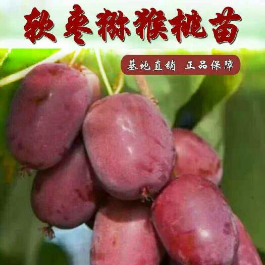 平邑县软枣猕猴桃苗 嫁接苗 
