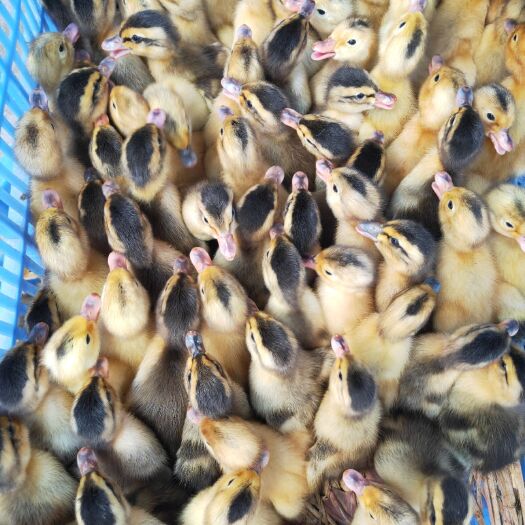 博罗县麻鸭苗 