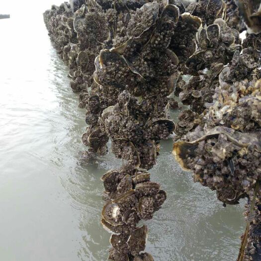 遂溪县湛江牡蛎 人工养殖 3-4两/只 