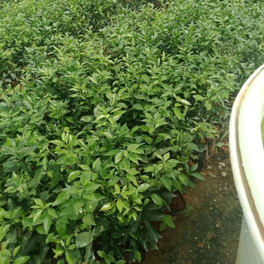 荔浦市沙糖桔苗 杯苗袋苗 0.5~1米 