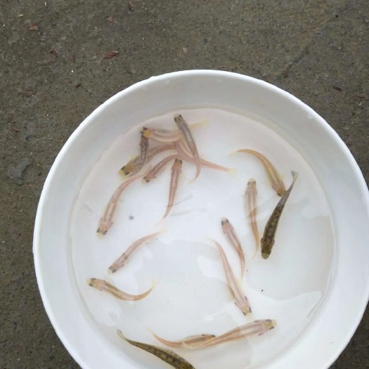 肇庆虹鳟鱼鱼苗  淡水三文鱼，红鳟鱼苗，金鳟，
