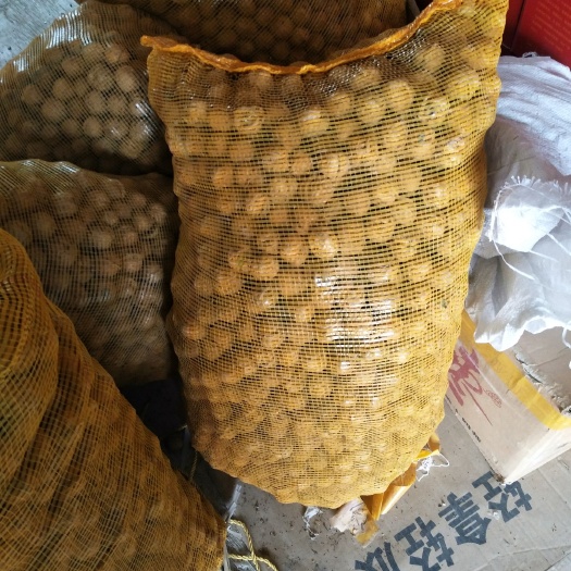 临汾山核桃 