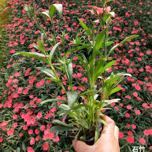 宜良县地被石竹