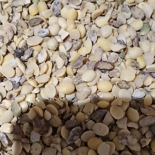 徐州黄大豆 生大豆 5等品 
