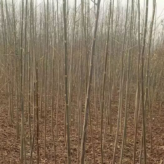 泰安香椿 