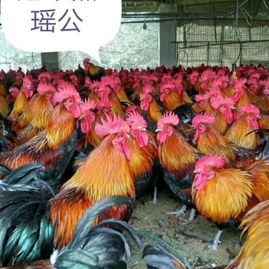 新沂市瑶鸡苗  黑瑶鸡苗红瑶鸡苗
