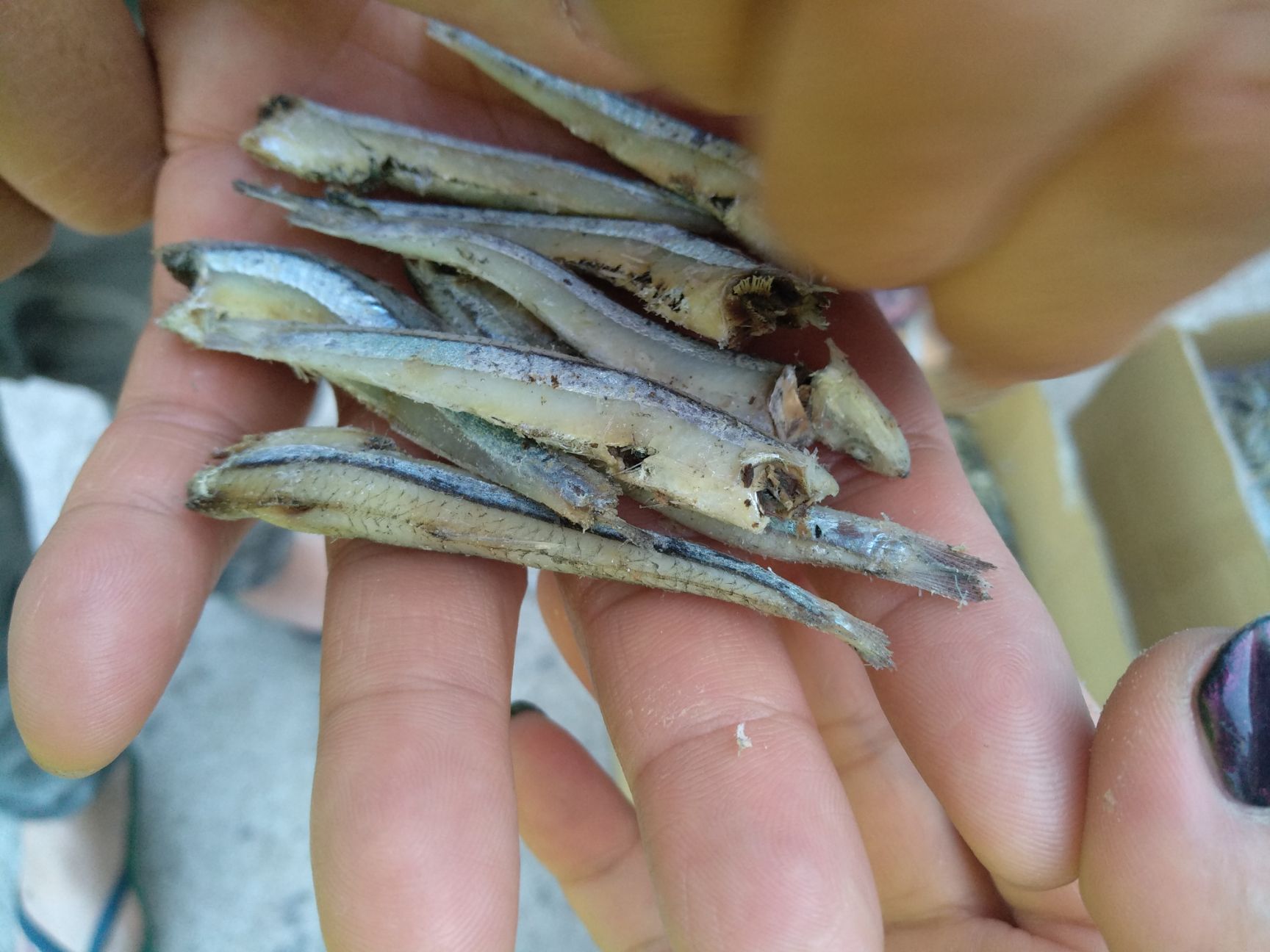 小鱼干 