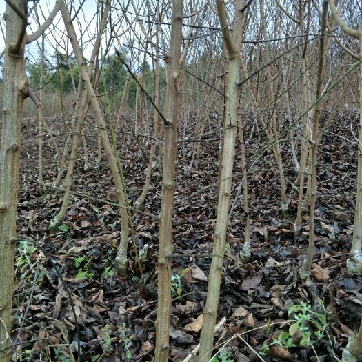 简阳市李子树苗  青脆李子苗，汶川清脆李子苗，晚熟清脆李