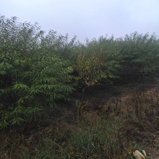 供应山桃苗，裸根苗，营养山桃苗，定植山桃苗