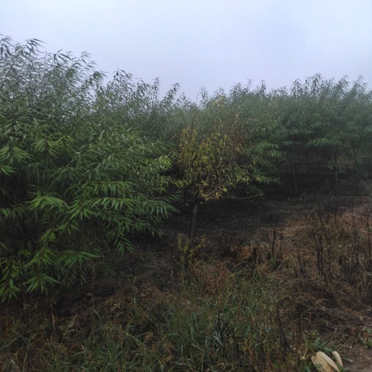 祁县供应山桃苗，裸根苗，营养山桃苗，定植山桃苗