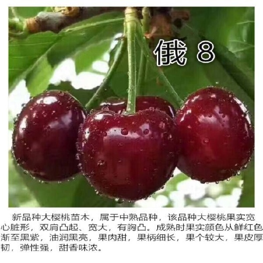 营口俄罗斯8号樱桃苗 