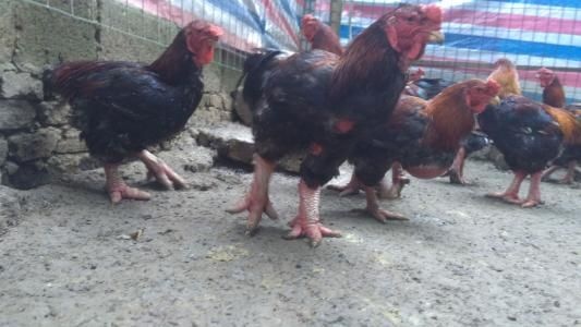 贵阳东涛鸡苗 