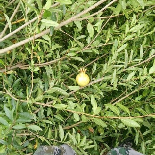 平邑县蒙阳红石榴苗