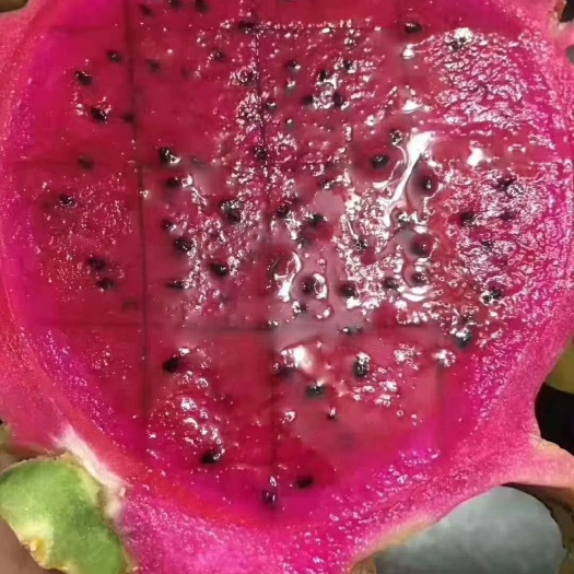 白银越南红心火龙果 大（7两以上） 