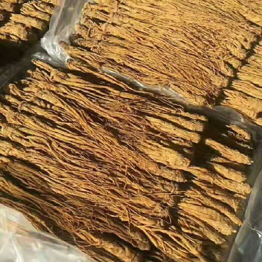 渭源县岷当归 