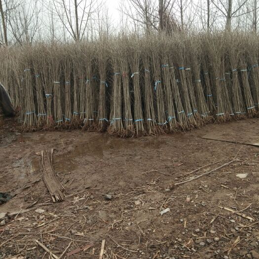 邳州市 银杏树小苗 白果苗 苗圃直销 欢迎选购 支持小批量物流