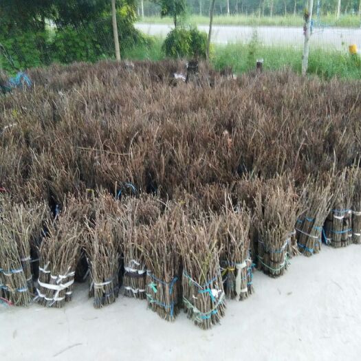 阳信县金蝉  白蜡卵枝批发零售及种植技术后期指导