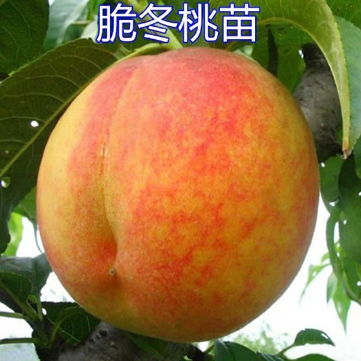 平邑县中华脆蜜桃树苗 1~1.5米 