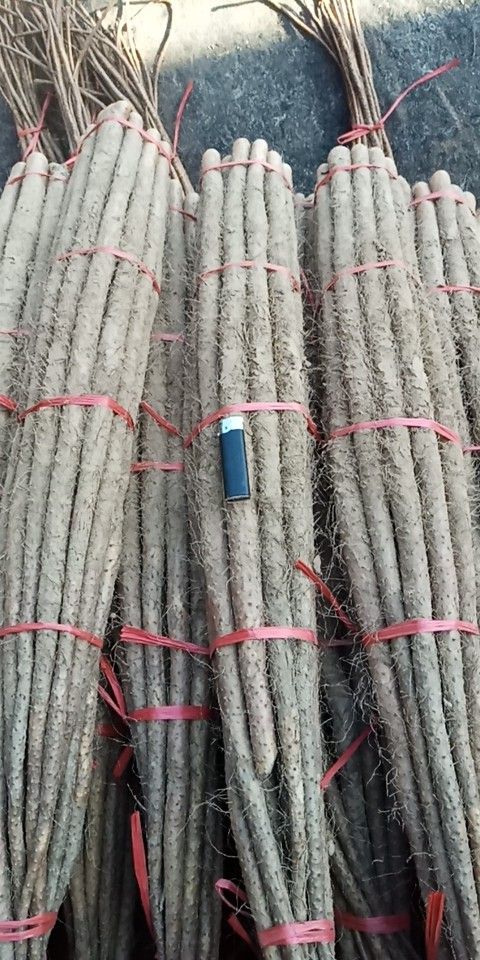 白玉山药 40~50cm 