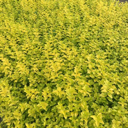 新沂市小叶女贞
