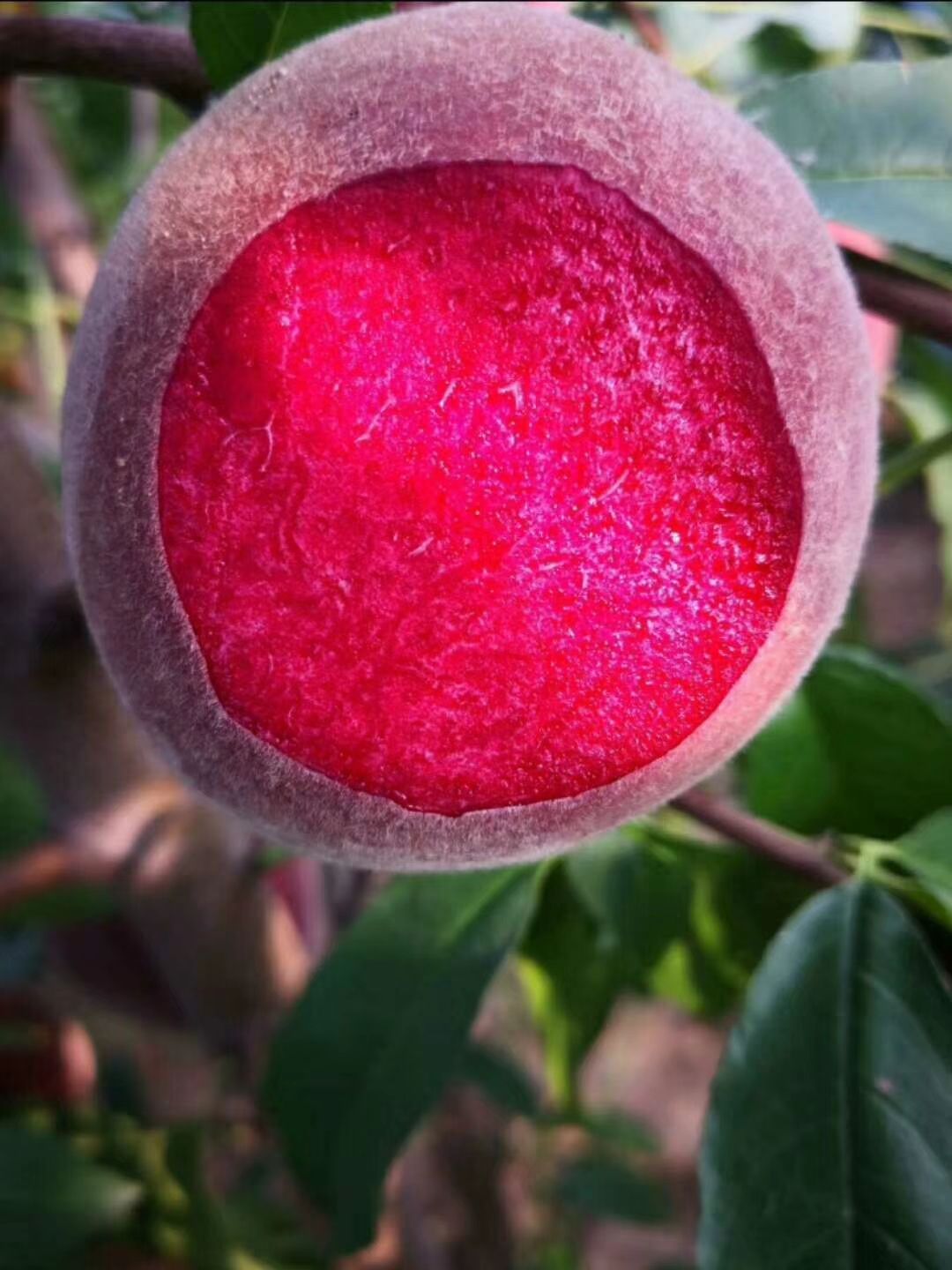  血桃樹(shù)種苗桃樹(shù)苗果樹(shù)苗中華血桃離核桃