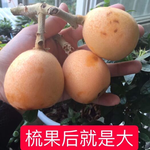 德昌县早钟六号枇杷 1两以上 