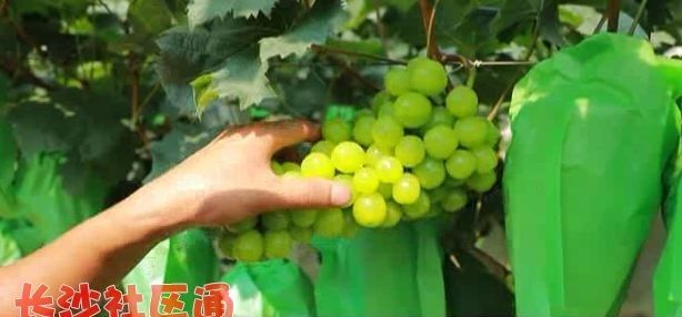 澧县阳光玫瑰 2斤以上 10%以下 1次果