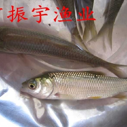 博罗县草鱼苗 统货