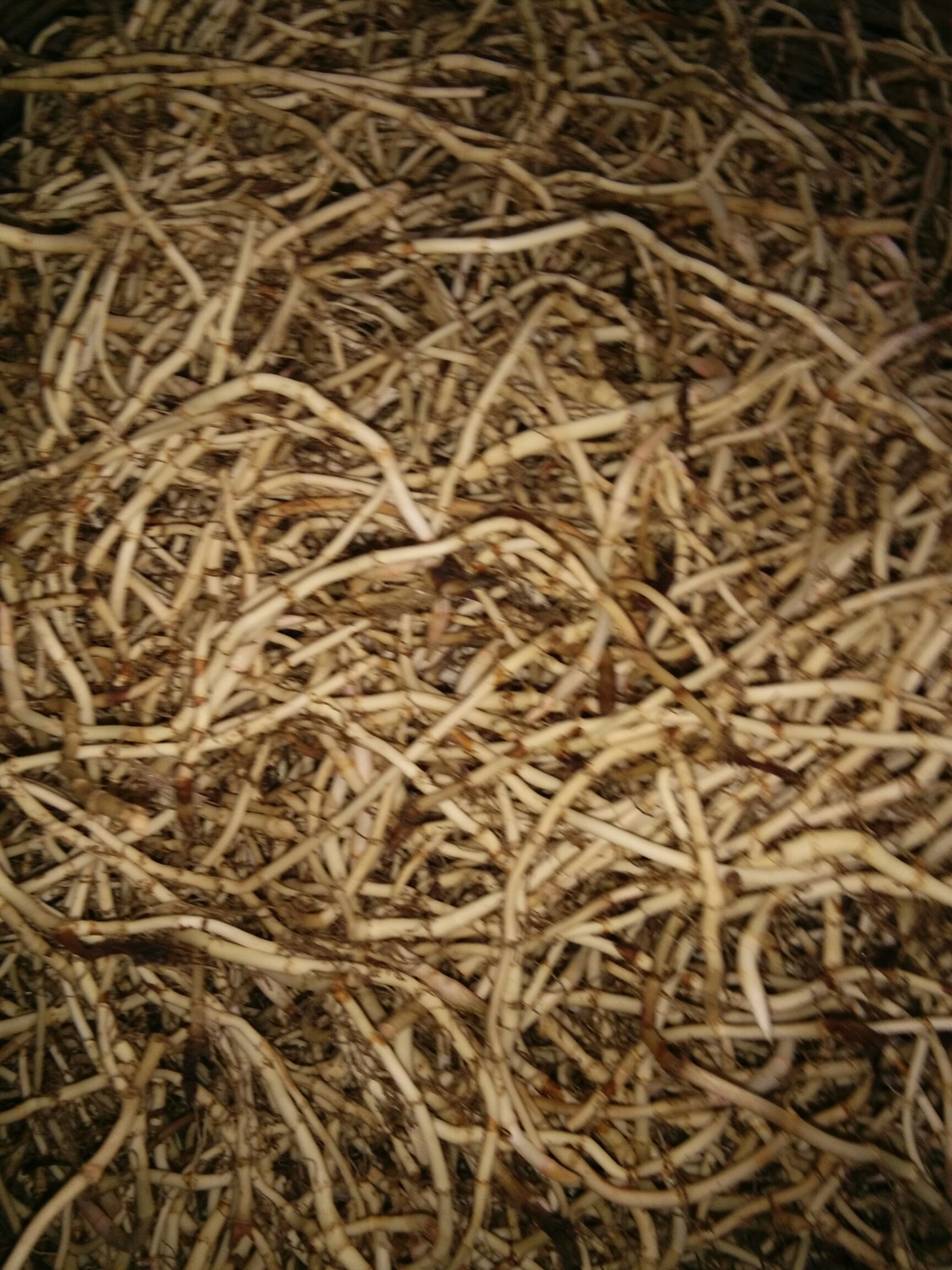 鱼腥草根 
