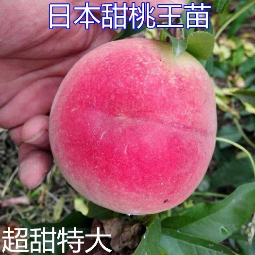 平邑县日本甜蜜桃苗 品种保证，三个月内包活