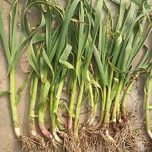 夏邑县红根蒜苗 50 - 60cm 