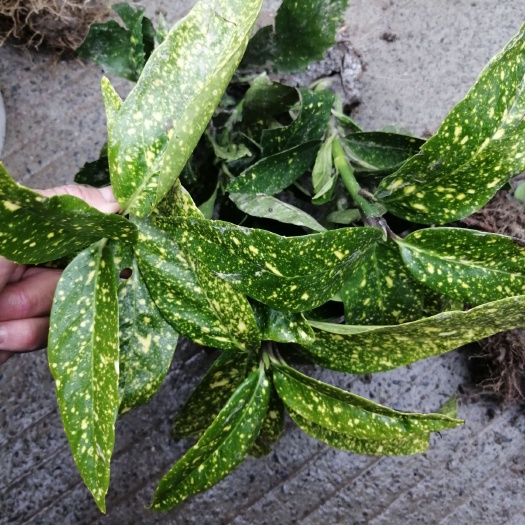杭州花叶珊瑚 洒金珊瑚 大量供应，基地认证