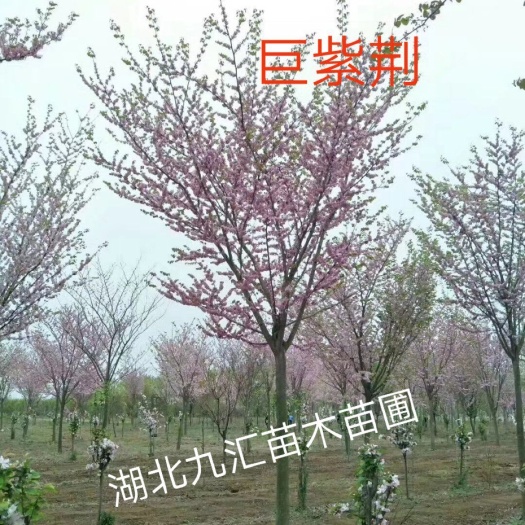 巨紫荆  紫叶紫荆 加拿大紫荆宫粉紫荆