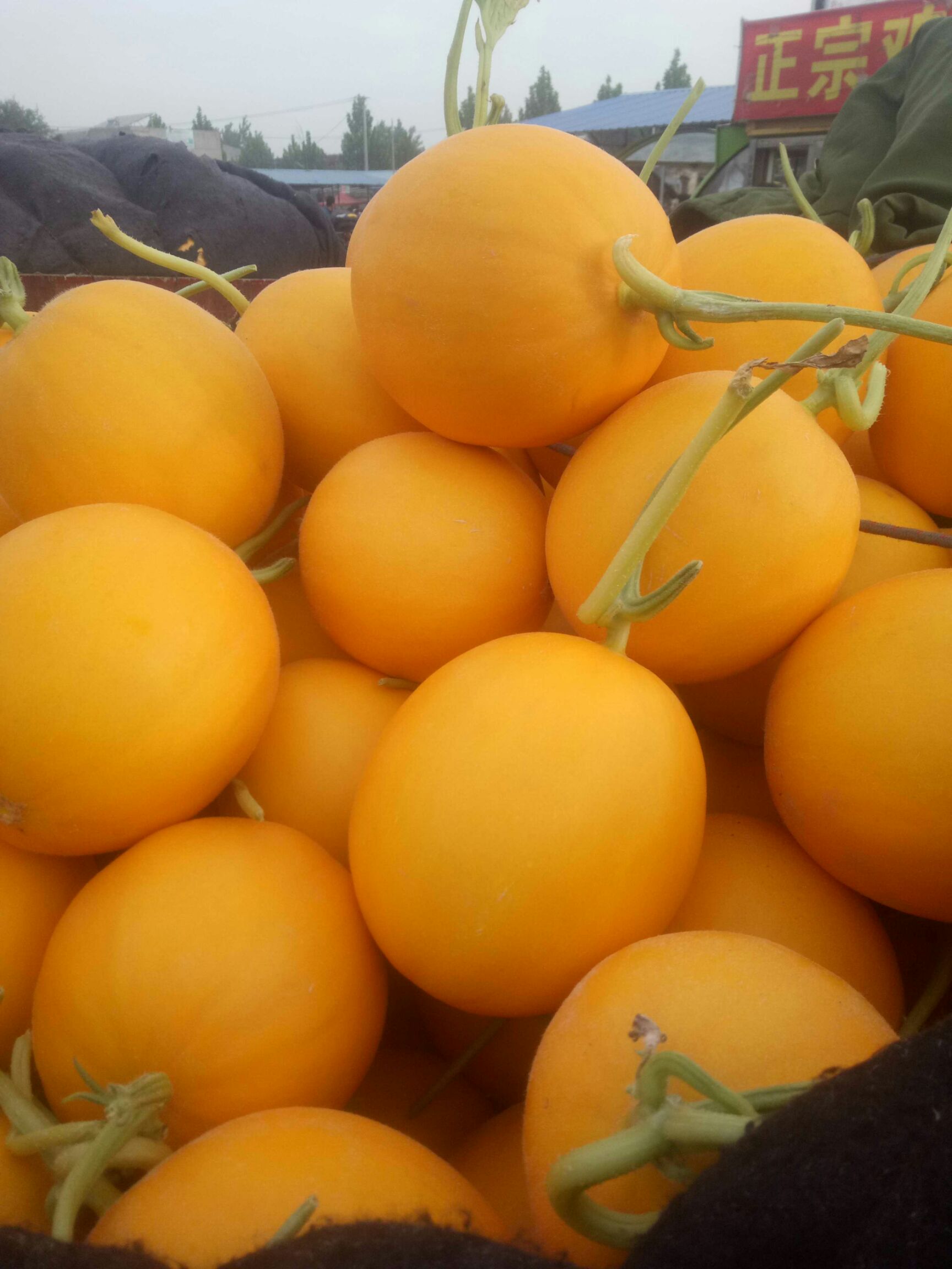 久红瑞甜瓜 2斤以上