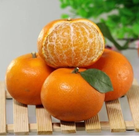 简阳市沃柑苗  0.35~0.5米 移栽苗 保证品种，提供技术！