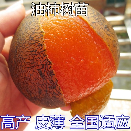 平邑县油柿苗 