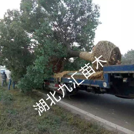 武汉全冠香樟 15～30公分