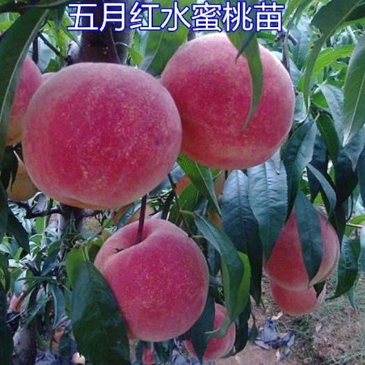 平邑县五月鲜桃苗 早熟品种，三个月内包活。
