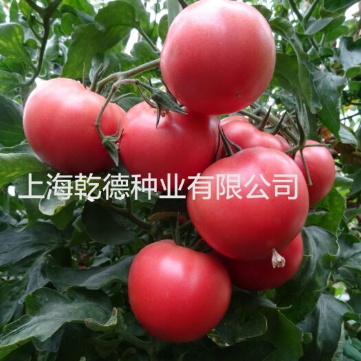 寿光市乾德M725 ≥99.9% 杂交种 ≥97% 