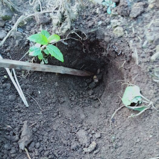 集安市种植参 袋装 