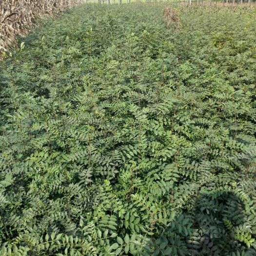 泰安大红袍花椒苗 现挖苗成活率高
