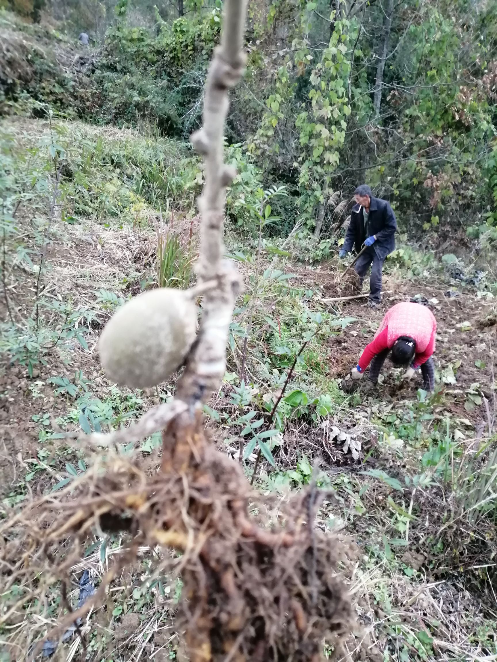 红阳猕猴桃苗 红心红阳猕猴桃嫁接苗基地直供现挖现卖包挂果