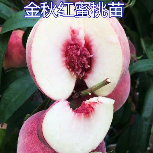 平邑县金秋红蜜桃苗 1~1.5米