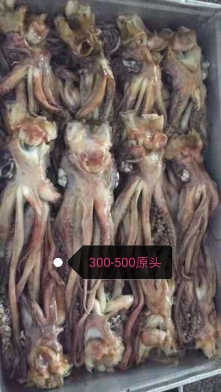 烟台秘鲁鱿鱼 