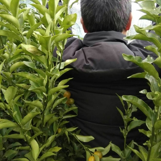 上犹县金桔苗 