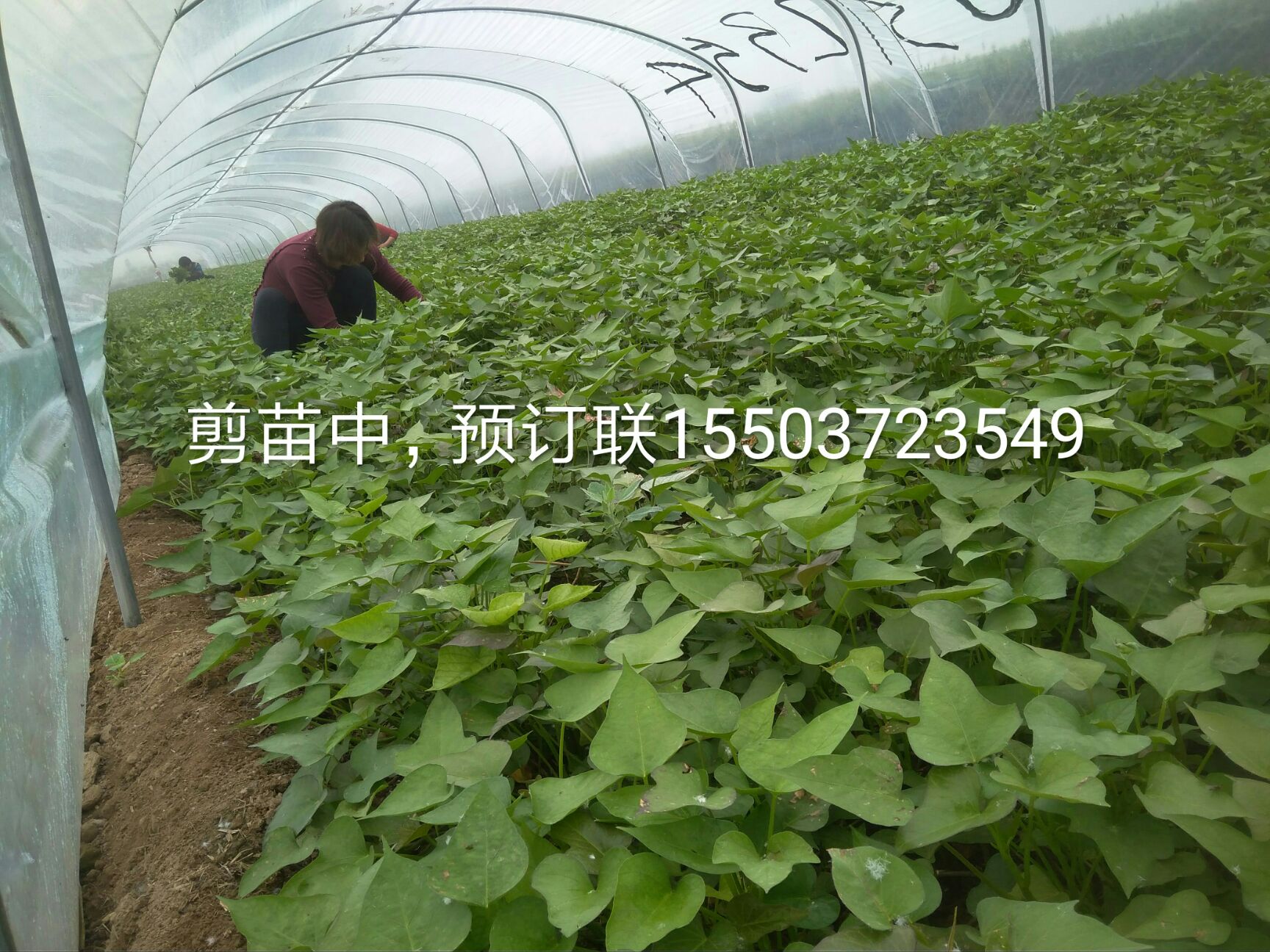 商薯19红薯苗 商薯19
