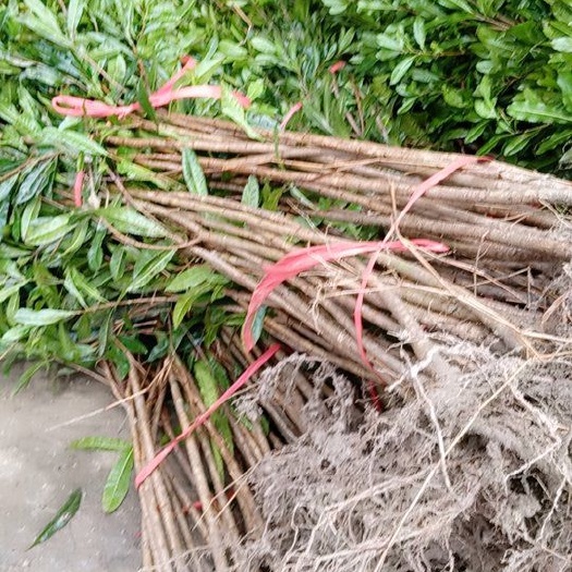 靖州县荸荠杨梅种苗 