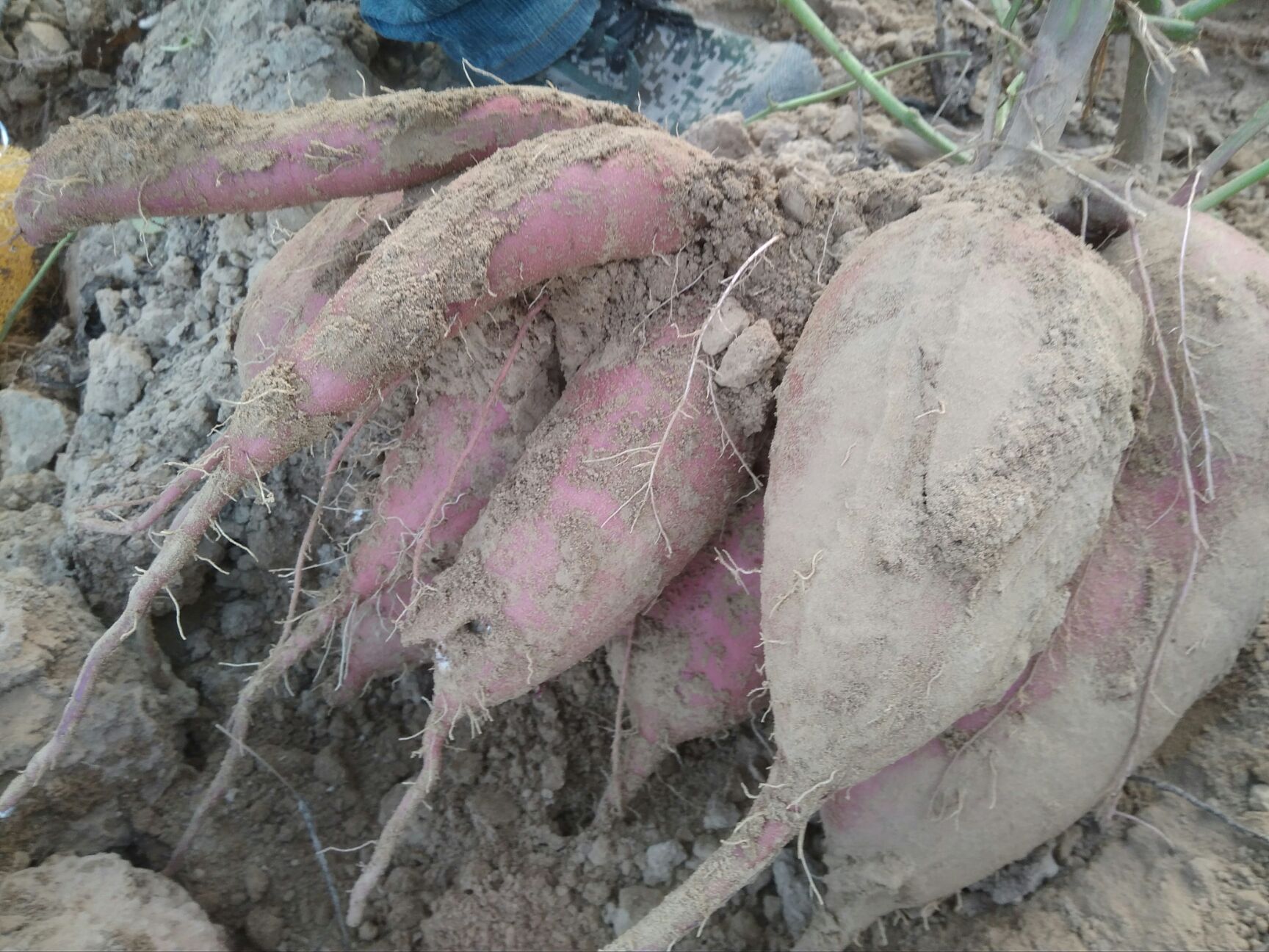 商薯19红薯苗 商薯19