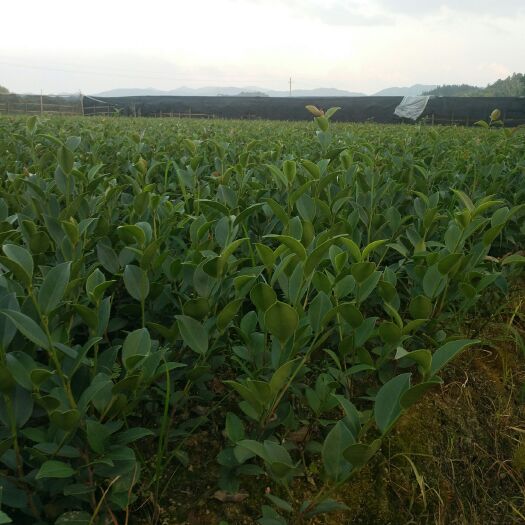 分宜县油茶苗 