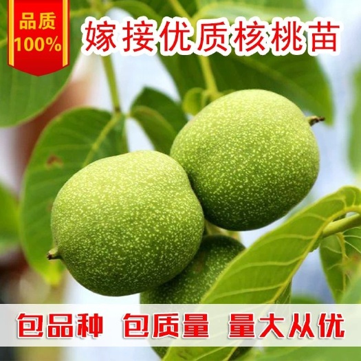 平邑县8518核桃苗 